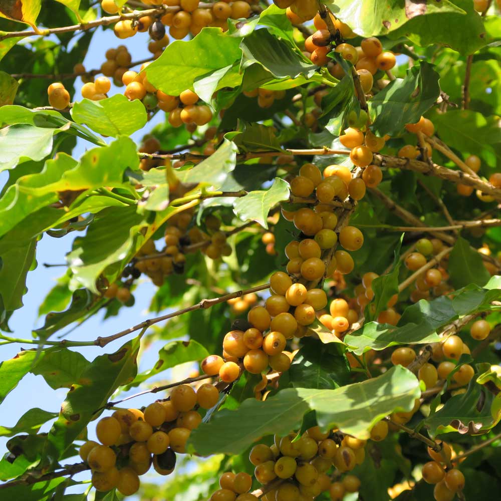 Brazil | Classico | Natural