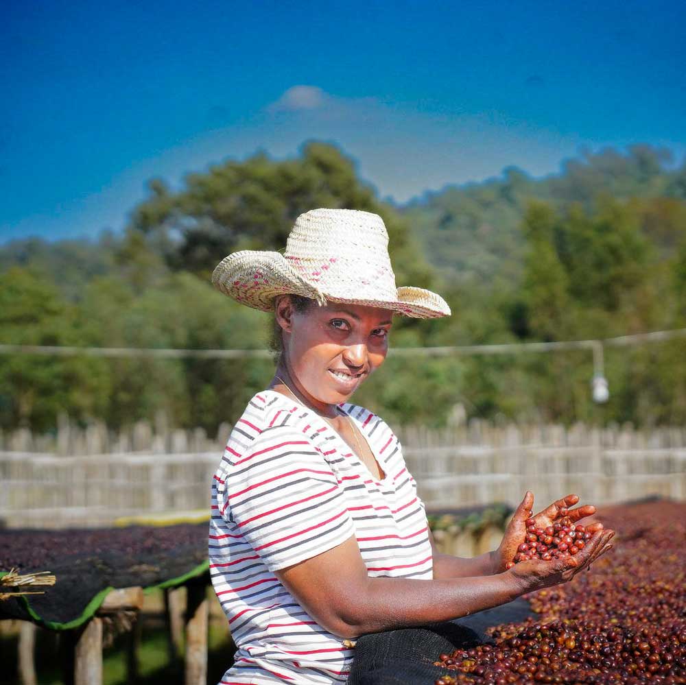 Filter | Ethiopia | Yirgacheffe | Halo Beriti | Natural
