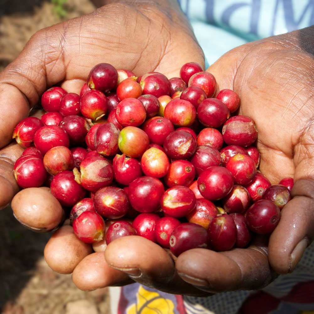 Arabica red coffee cherry