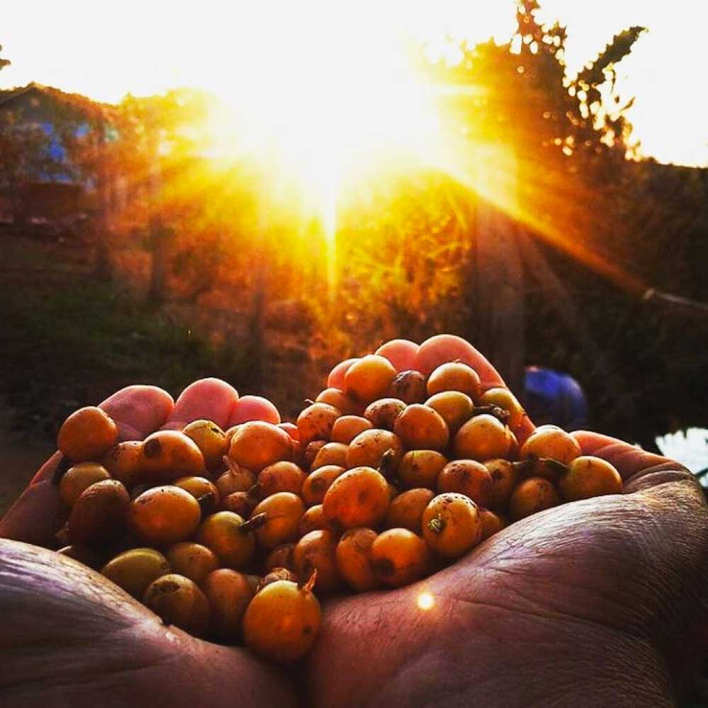 coffee from smallholder farms