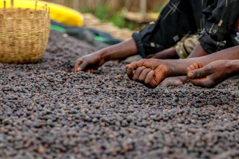 hand-sorting of natural dried coffee cherries in an Ethiopian washing station