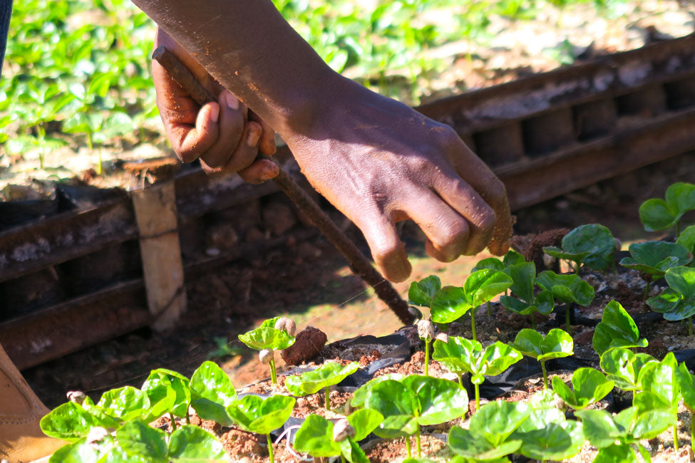 organic coffee seedlings