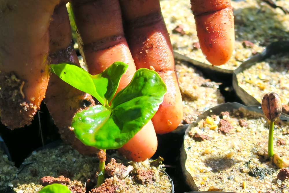 coffee seedling