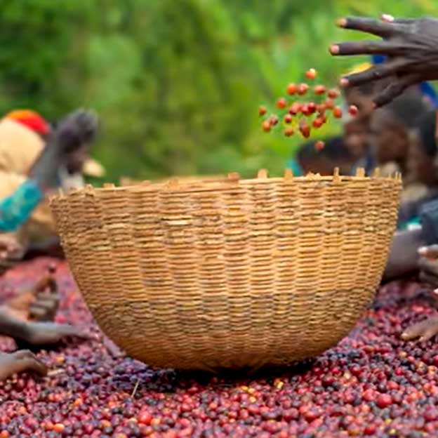 Filter | Ethiopia | Yirgacheffe | Halo Beriti | Natural