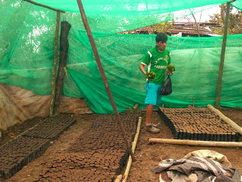 Coffee nursery in Caracha
