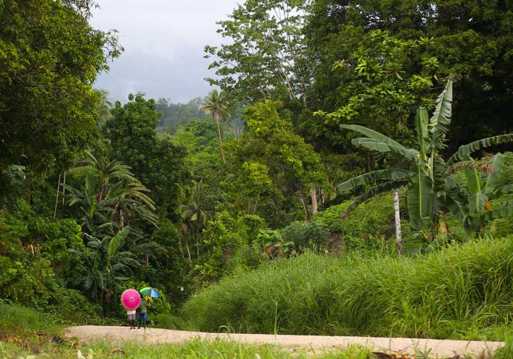 Simbu highlands produces some of the best coffees PNG has to offer.