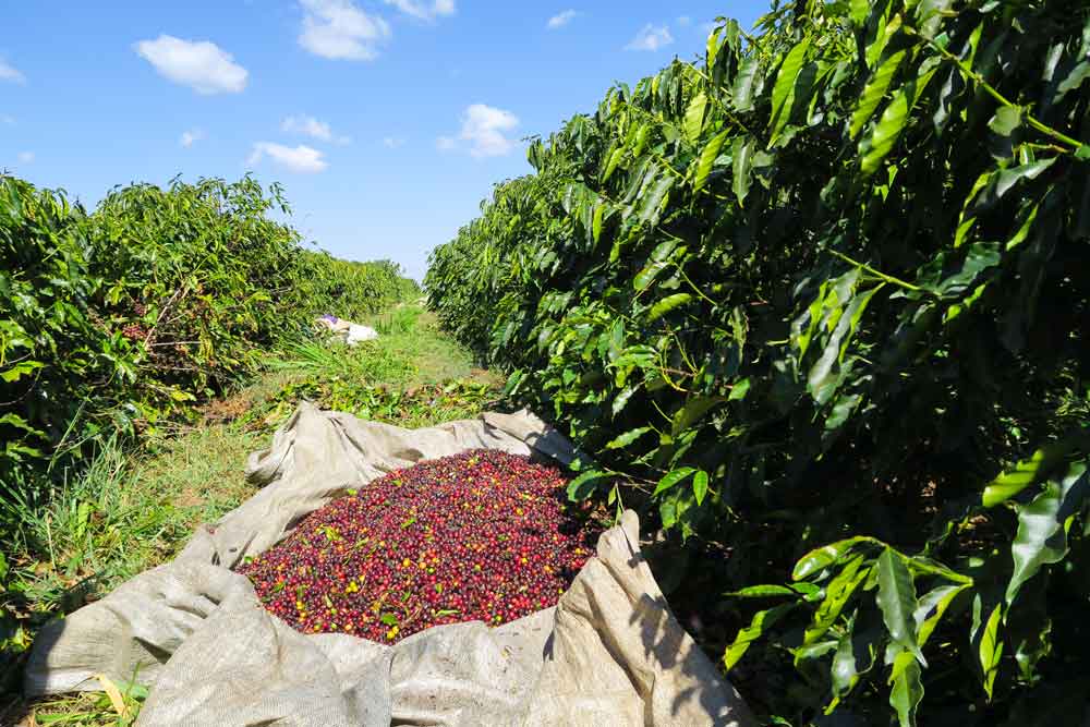 best Brazilian coffee beans from sustainable coffee farm