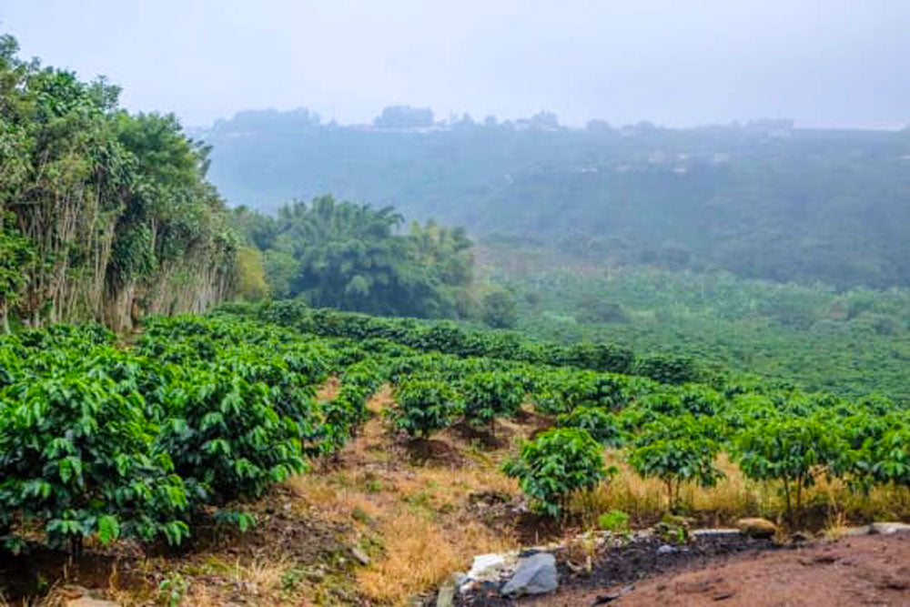 Costa Rica's Central Valley coffee growing region