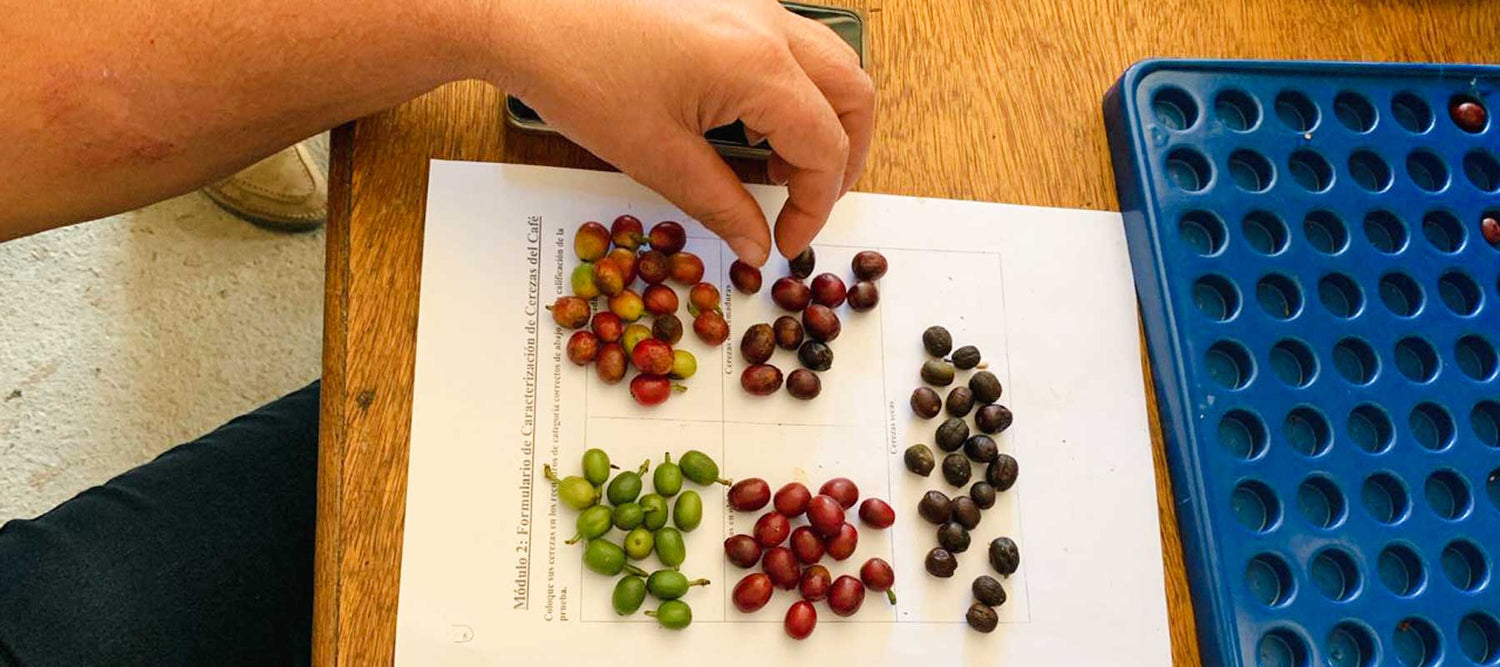 women coffee growers are learning about coffee fermentation to improve coffee quality