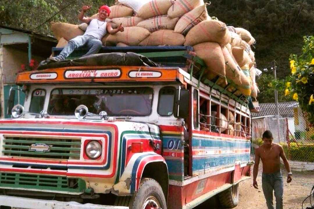 Colombian coffee being collected.