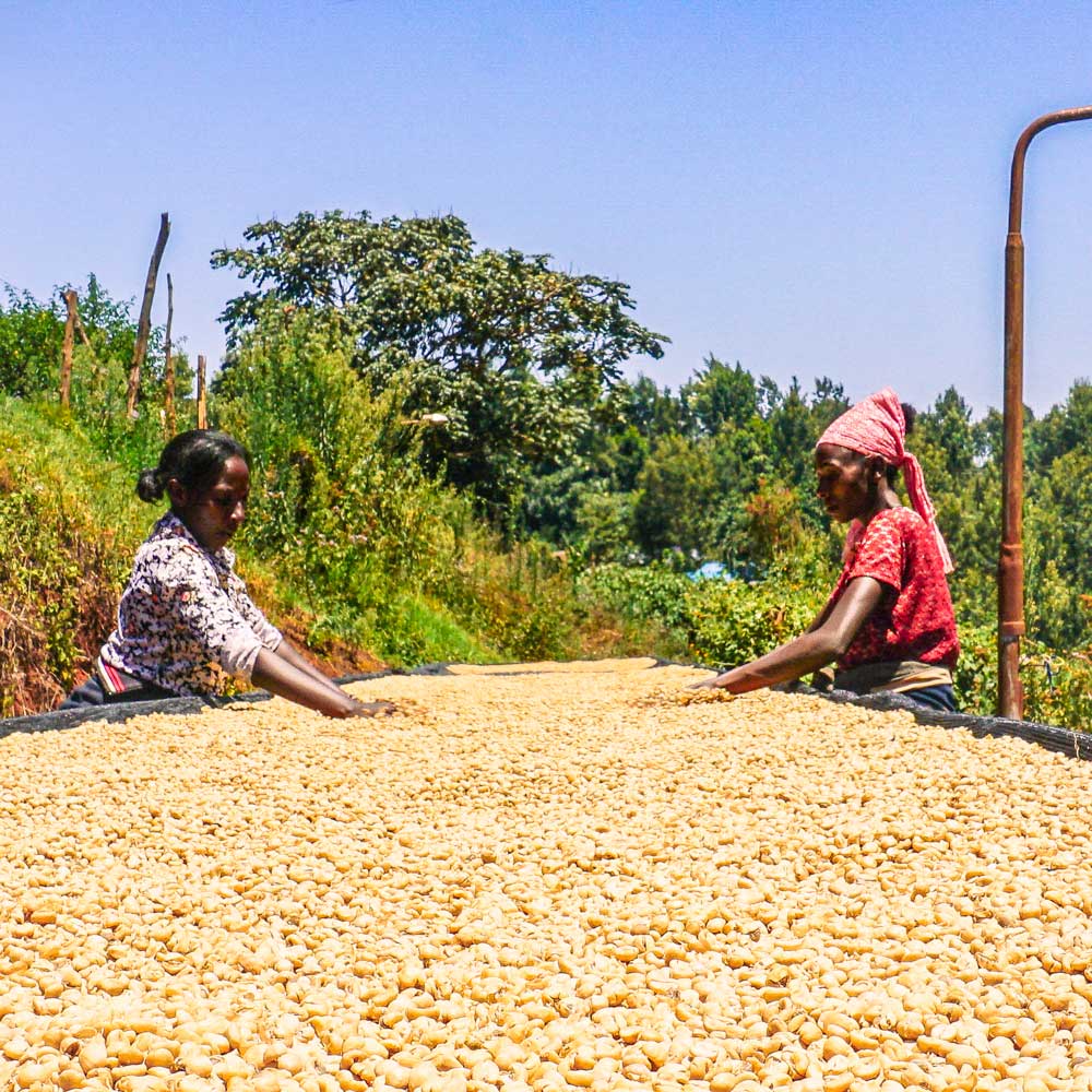 Filter | Kenya | Muranga | Microlot