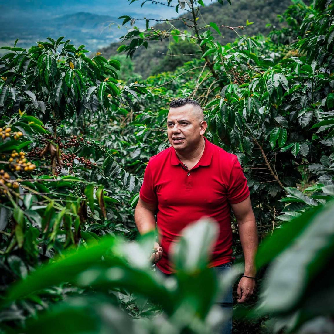 Colombia | El Mirador | Elkin Guzman | Honey