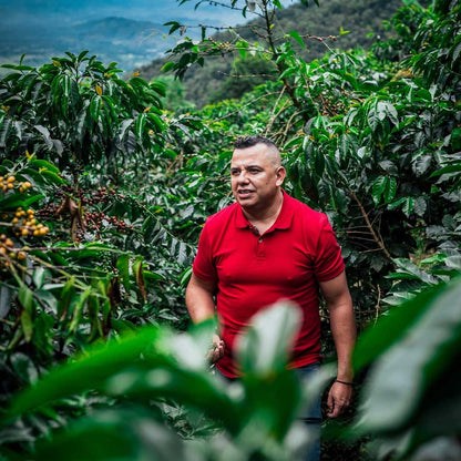 Colombia | El Mirador | Elkin Guzman | Honey