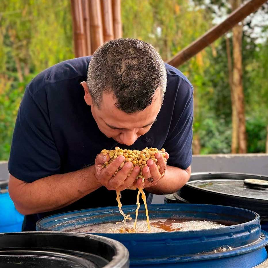 Colombia | El Mirador | Elkin Guzman | Honey