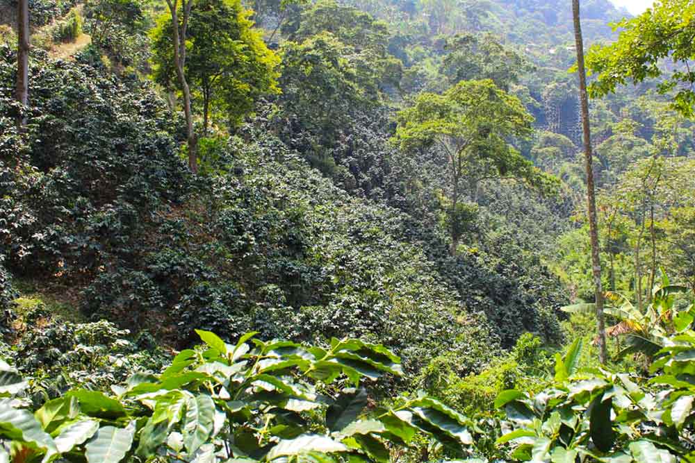 Colombian coffee from organic cultivation in the rainforests of Sierra Nevada de Santa Marta along Colombia's northern coast