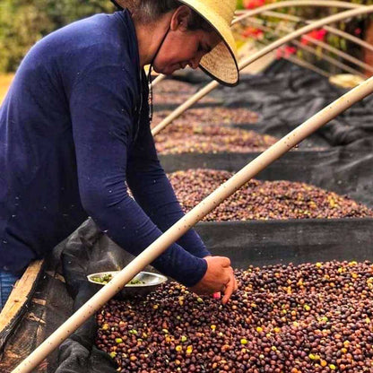 Brazil | Donas Do Cafe | Natural