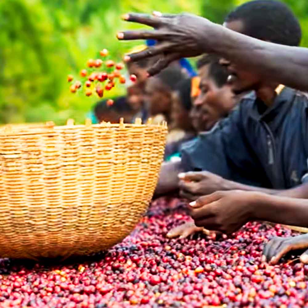 natural processed Ethiopian coffee