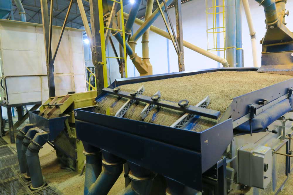 dry milling of Ethiopian coffee beans
