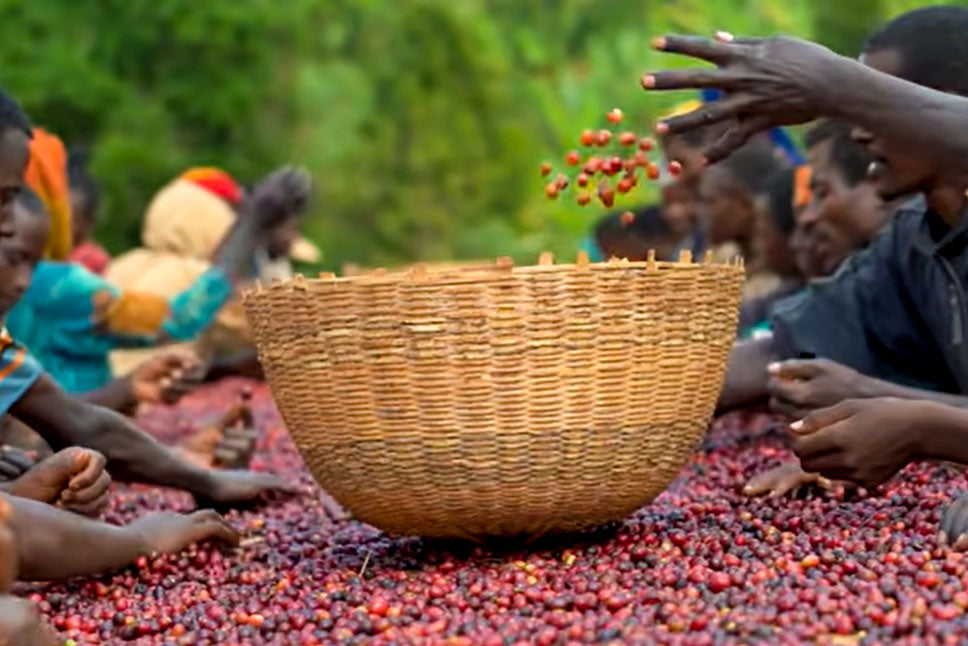 Ethiopian smallholder farmers delivering fresh harvested coffee beans to washing station