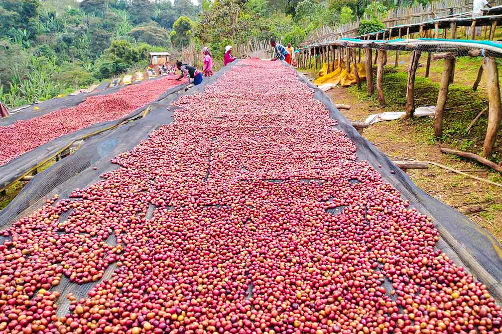 Ethiopian coffee beans dried on sunbeds