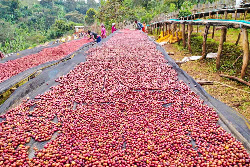 coffee cherries dried on natural raised beds in Ethiopian washing station