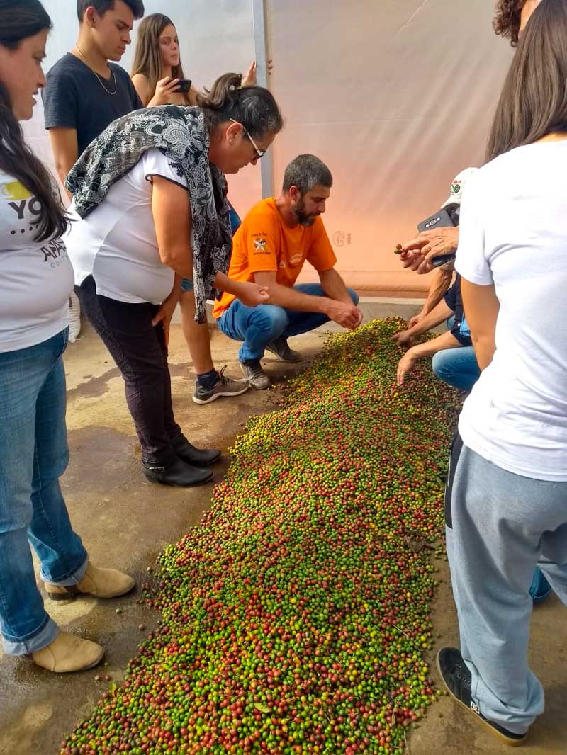 women coffee grower, sorting coffee cherries