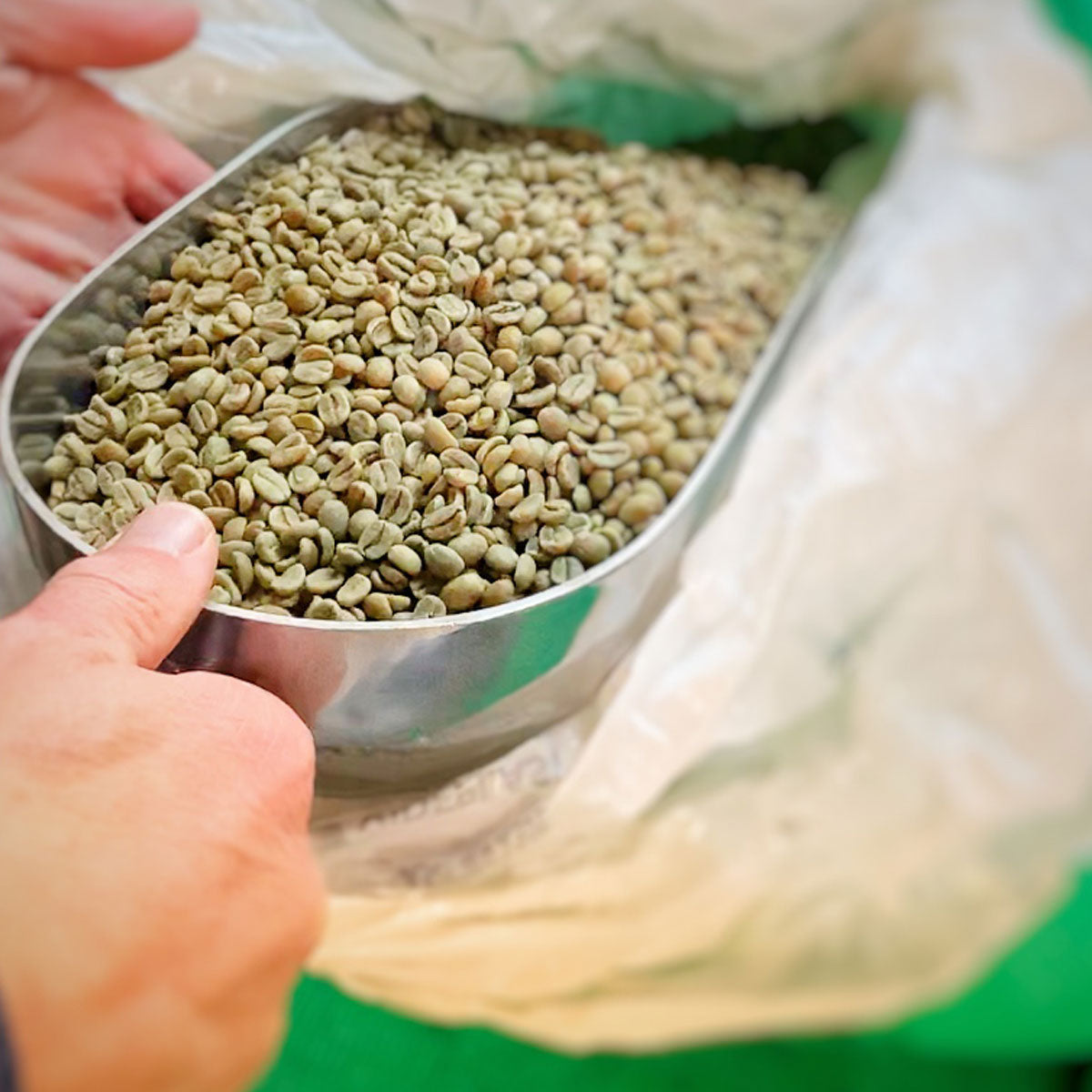 Weighing green coffee beans for roasting