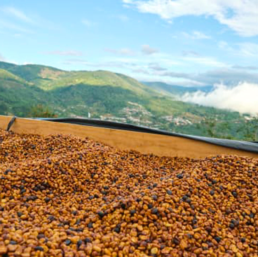 Microlot | Costa Rica | Finca Las Lajas