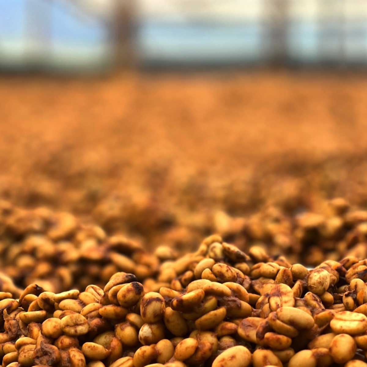 Colombia | El Mirador | Elkin Guzman | Honey