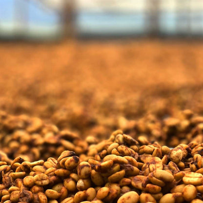 Colombia | El Mirador | Elkin Guzman | Honey