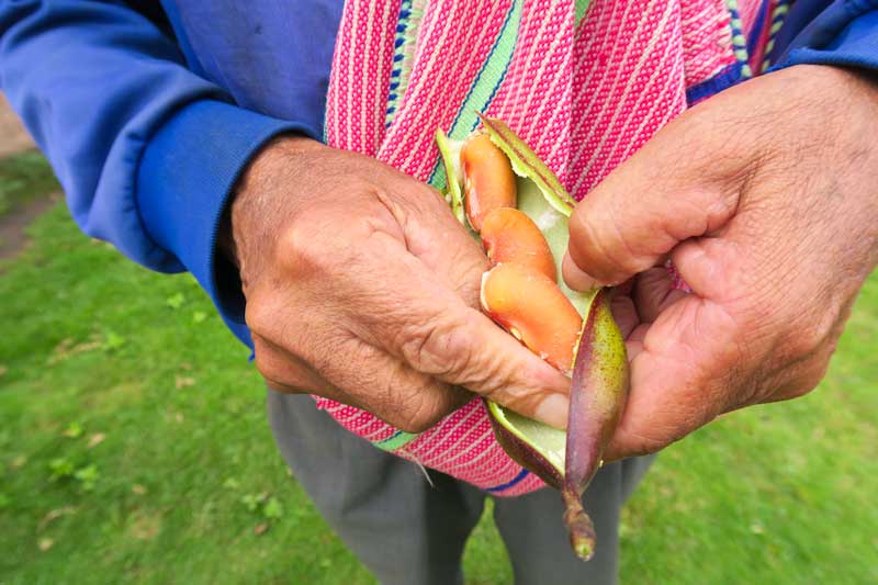 vegetable gardens to improve income and food security