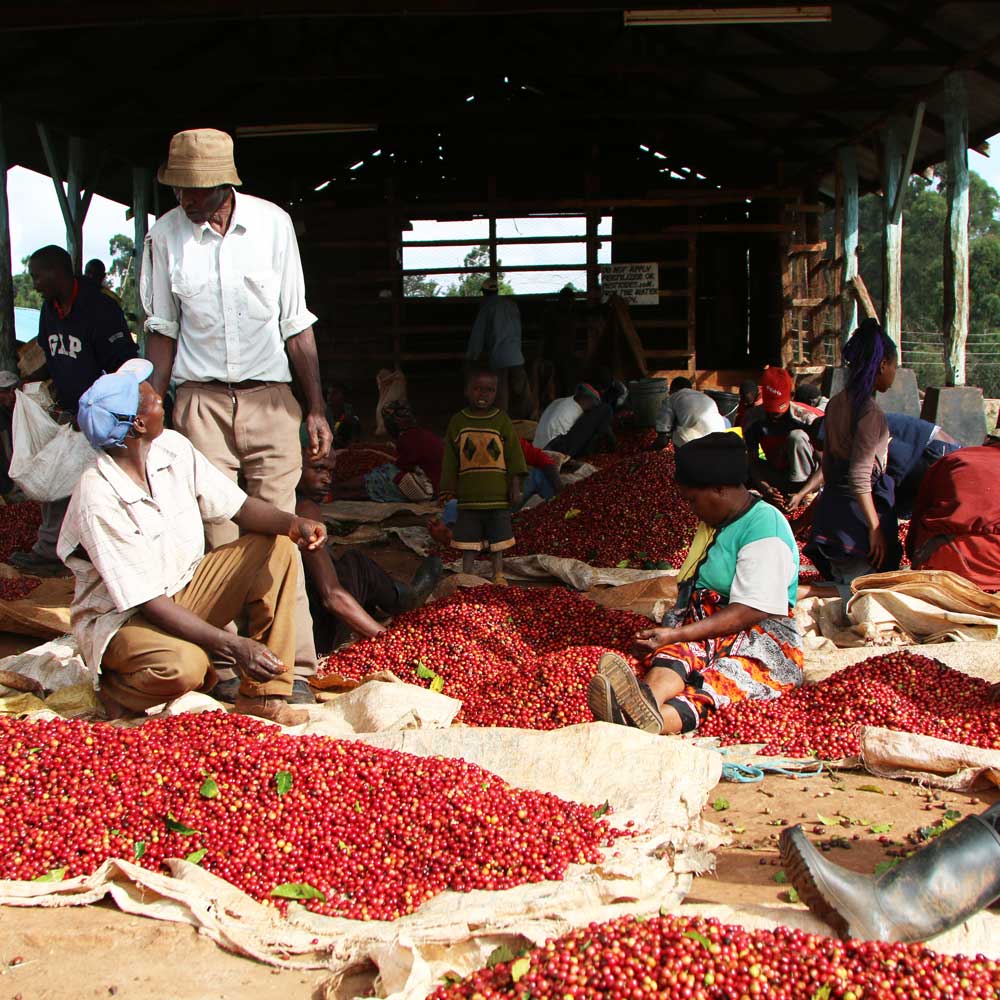 Kenyan coffee farmers