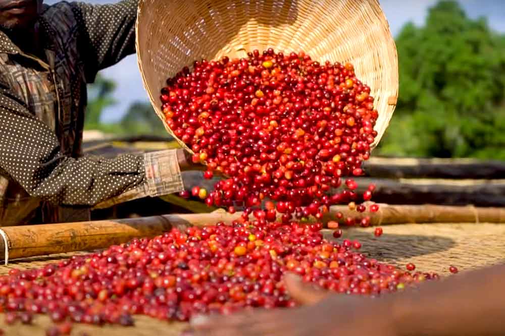 Ethiopian coffee berries