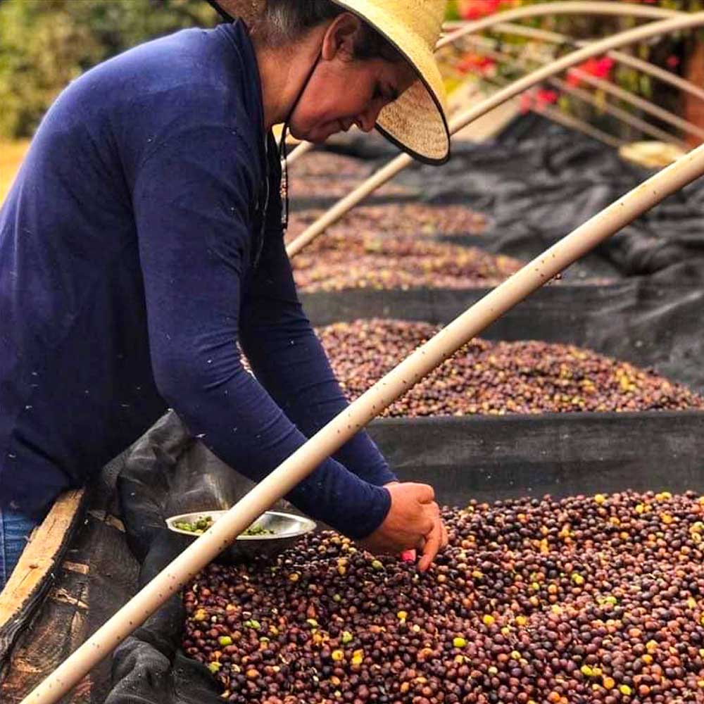 Natural processed coffee for FILTER COFFEE