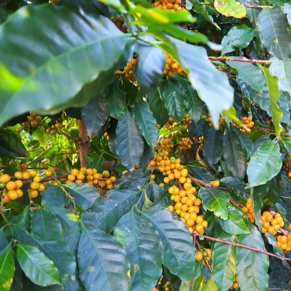 organic cultivated coffee