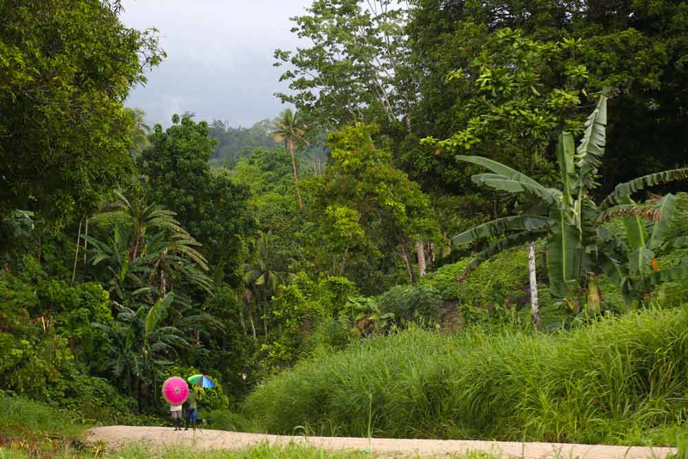 smallholder coffee from PNG in our Morning Glory coffee blend