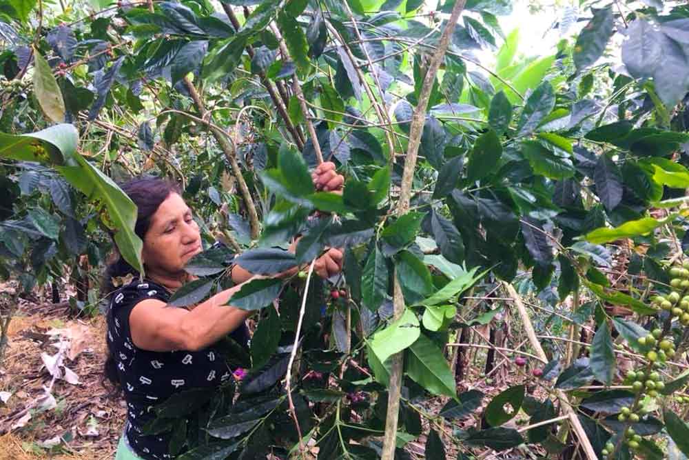 Load video: Every Cup Has Its Story: Cafe Femenino Coffee
